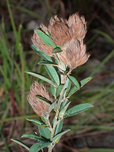 round-headed bush clover