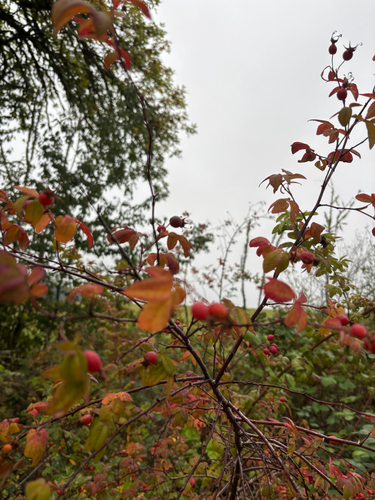 Rosa pisocarpa