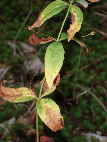 whorled loosestrife