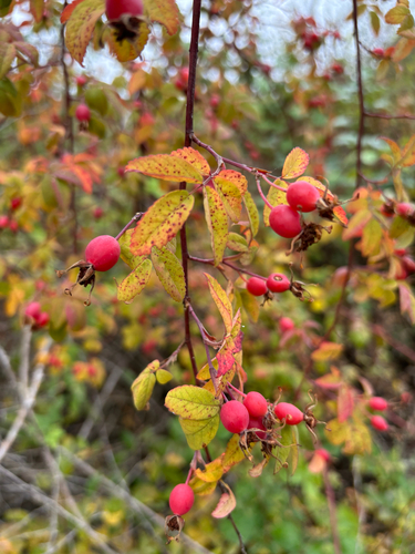 Rosa pisocarpa, photograph 2