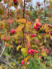 (c) Aden Sommerville, some rights reserved (CC BY) Rosa pisocarpa, photograph (c) Aden Sommerville, some rights reserved (CC BY)