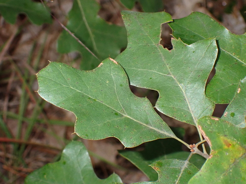 bear oak