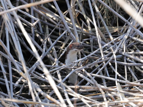 Least Weasel