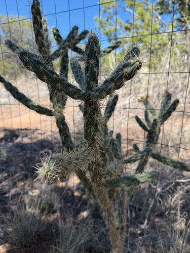tree cholla