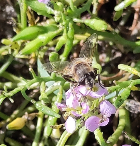 Common Drone Fly