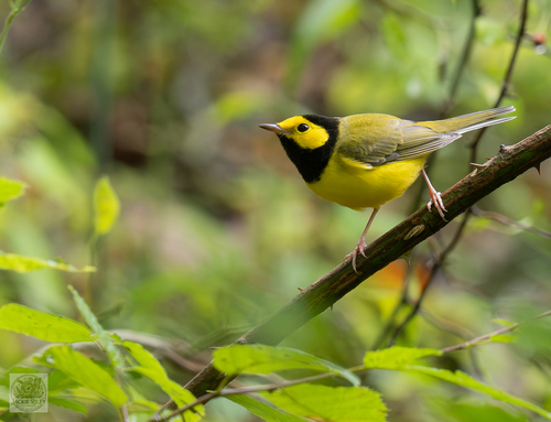 Hooded Warbler