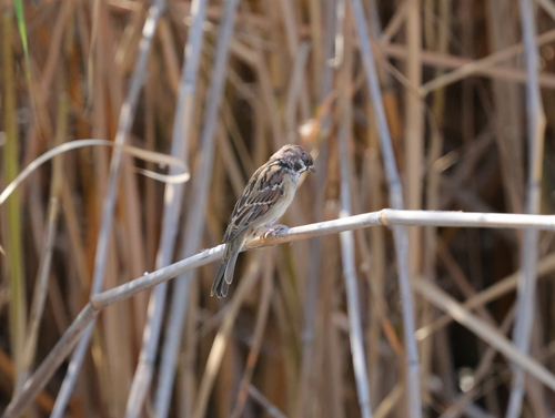 Eurasian Tree Sparrow