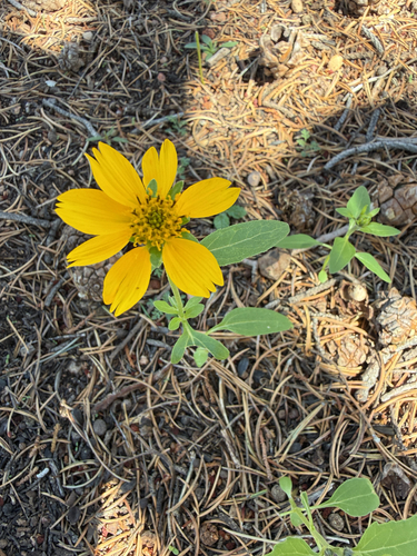 cowpen daisy