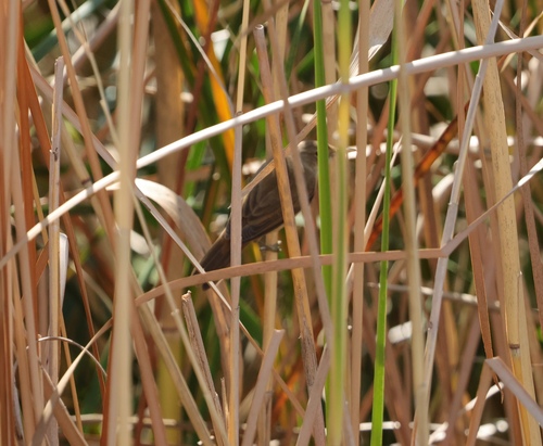 Common Reed Warbler