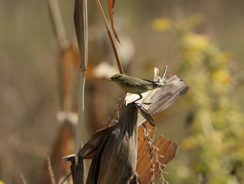 Willow Warbler