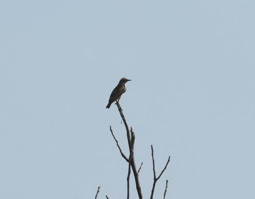 Whinchat