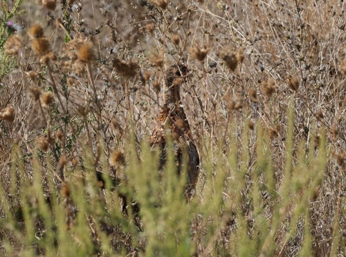 Ring-necked Pheasant