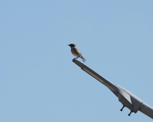 European Stonechat