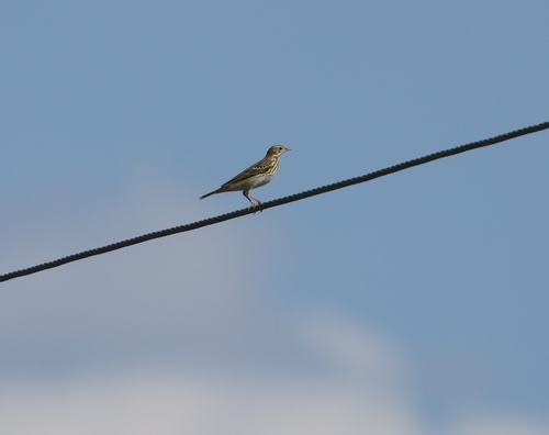 Tree Pipit