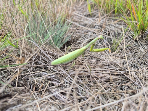 European Mantis