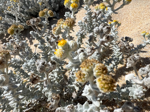 Achillea maritima