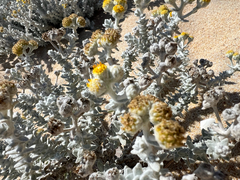 Achillea maritima