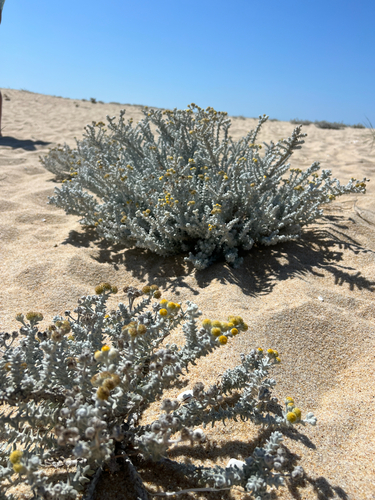 Achillea maritima, photograph 1