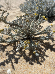 (c) Emilie I. Dion, some rights reserved (CC BY) Achillea maritima, photograph (c) Emilie I. Dion, some rights reserved (CC BY)