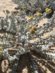 (c) Emilie I. Dion, some rights reserved (CC BY) Achillea maritima, photograph (c) Emilie I. Dion, some rights reserved (CC BY)