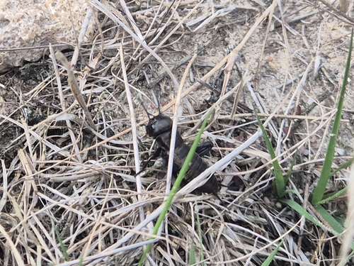 European Field Cricket