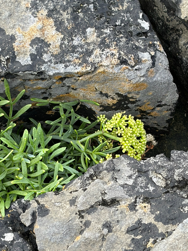 rock samphire