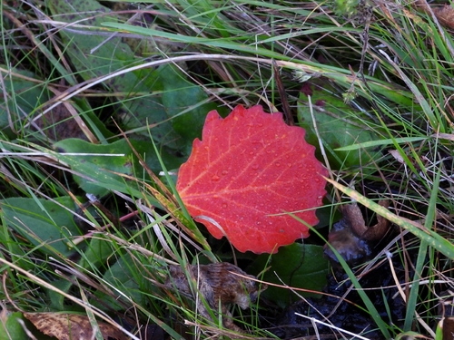 European aspen
