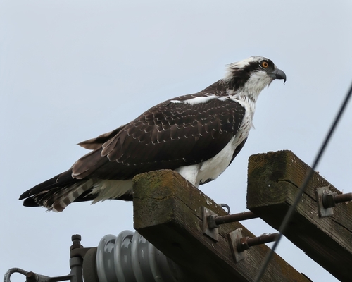 Osprey