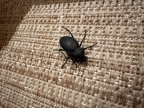 Leather Beetle