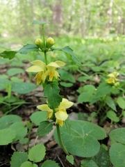 Lamium galeobdolon