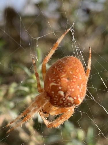 Cross Orbweaver