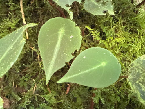 West Indian peperomia