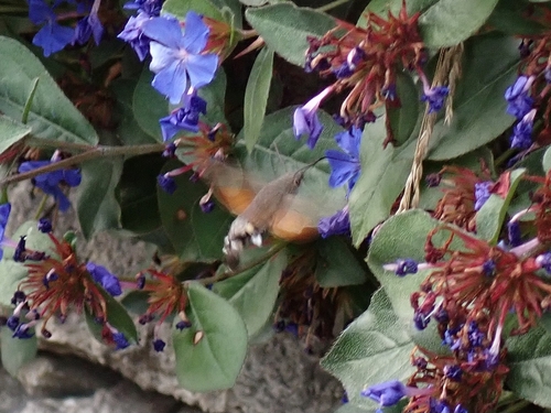 Eurasian Hummingbird Hawkmoth