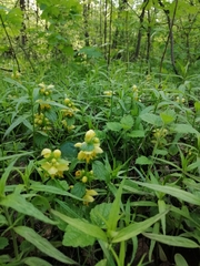 Lamium galeobdolon