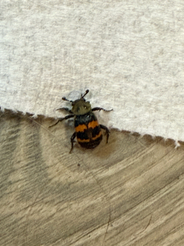 Tomentose Burying Beetle