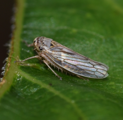 Gray Lawn Leafhopper