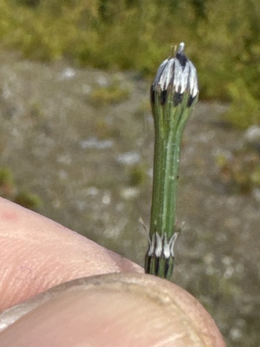 variegated horsetail