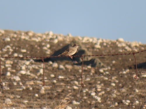 Crested Lark