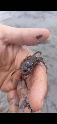 Mediterranean Green Crab