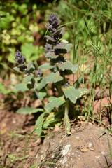 Ajuga orientalis