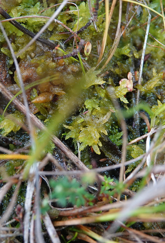 Sphagnum tenellum observed 2026-09-19