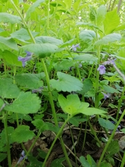 Glechoma hederacea