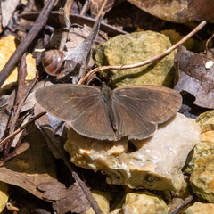 Hermeuptychia sosybius