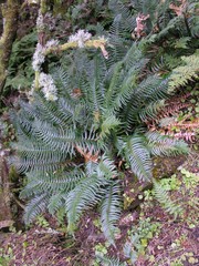 Polystichum falcinellum