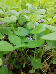 Glechoma hederacea