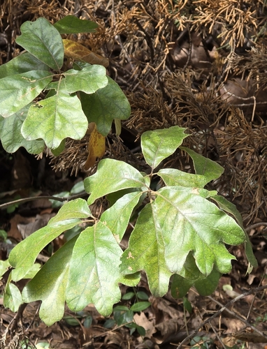 Quercus falcata, photograph 6