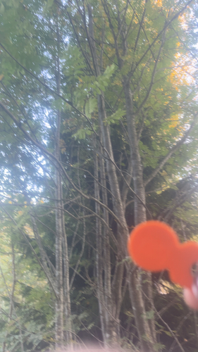European mountain ash