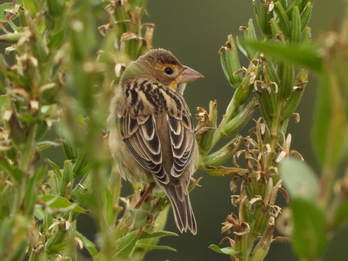 Dickcissel