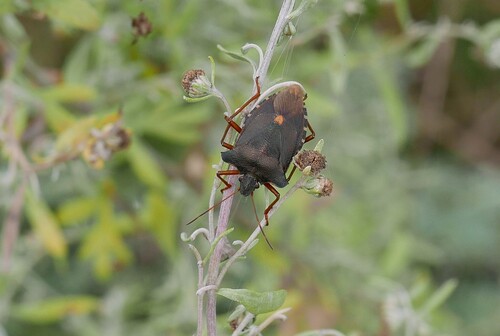 Forest Bug