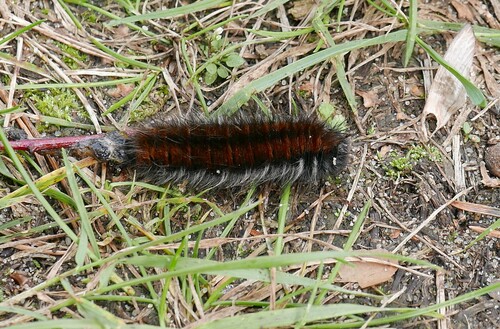 Fox Moth
